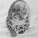 Snow Leopard