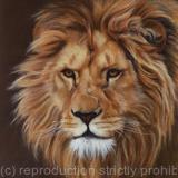 Lion Portrait 