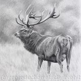 Red Deer Stag