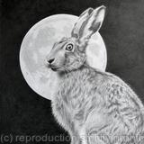 The Hare and the Moon