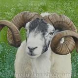 Swaledale Ram