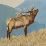Elk