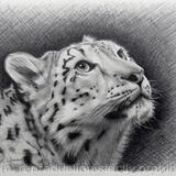 Snow Leopard Portrait