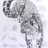 Snow leopard descending