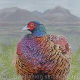 Pheasant