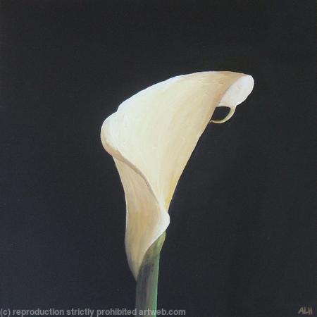 Calla Lily