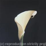 Calla Lily