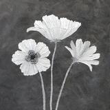 Silver Poppy Trio