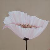 Contemporary Poppy ll