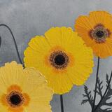 Yellow Poppies