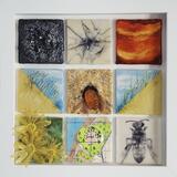 Rough Backed Blood Bee