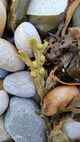 Chesil treasures