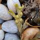Chesil treasures
