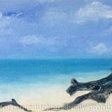 Heron Island paradise