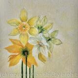 Daffodils 