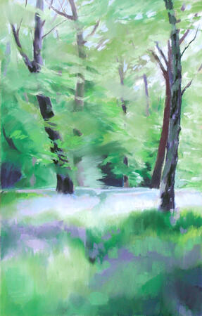 463 Woodland - Spring 4 - Bluebells, Ecclesall Woods