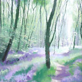 457 Woodland - Spring 1 Gillfield Woods, Totley