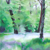 463 Woodland - Spring 4 - Bluebells, Ecclesall Woods