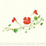 Tropaeolum 2