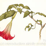 Datura rosei