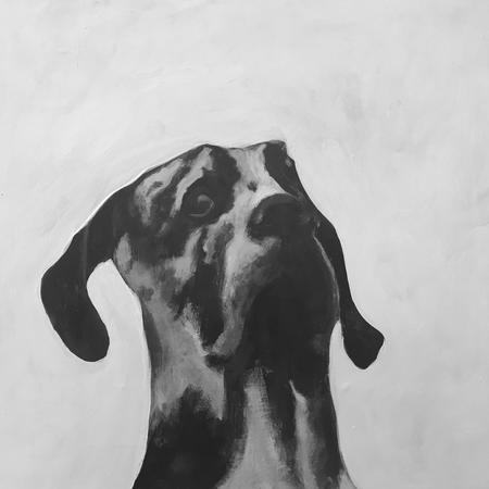 Great Dane - black and white