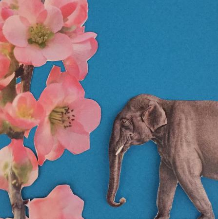 Elephant Blossom