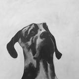 Great Dane - black and white