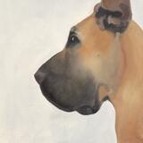 Great Dane 
