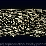 There is Safety in Numbers:  The Celia Series