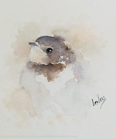 Swallow chick  AVAILABLE 