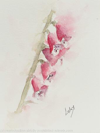 Foxglove 
