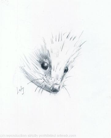 No 99 Hedgehog AVAILABLE
