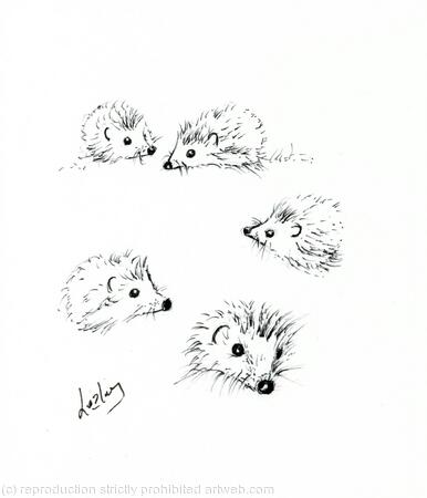  No 105 Hedgehog studies AVAILABLE 
