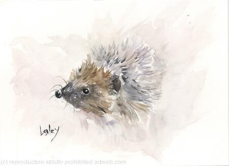 No 115 Hoglet AVAILABLE 