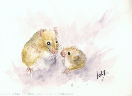 Harvest Mice AVAILABLE 