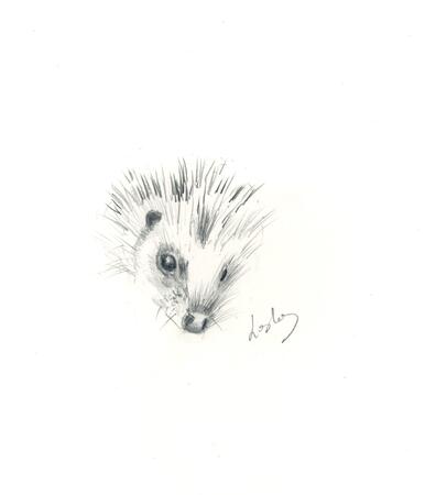 No 117 Hedgehog AVAILABLE 