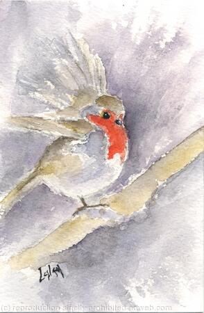 Robin No 3 AVAILABLE 