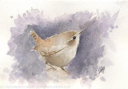 Wren No 5 Available 