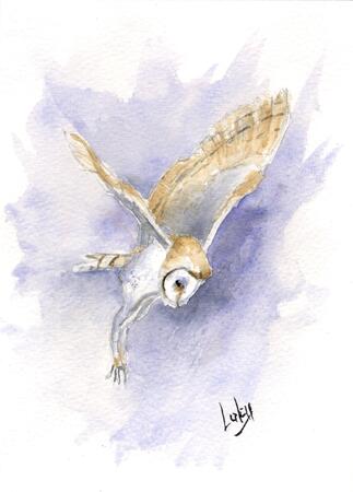 Barn Owl SOLD 