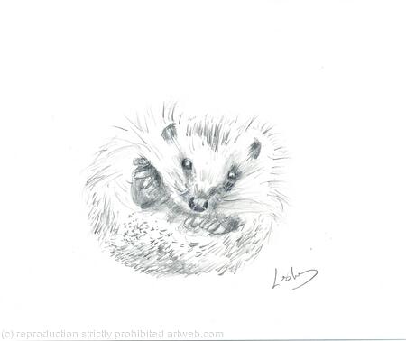 No 163 Hedgehog AVAILABLE 