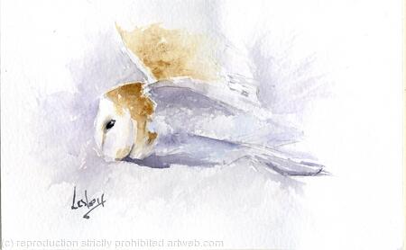Barn Owl 2 
