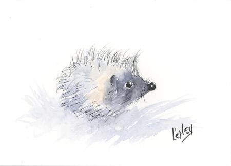 No 143 Hoglet AVAILABLE 