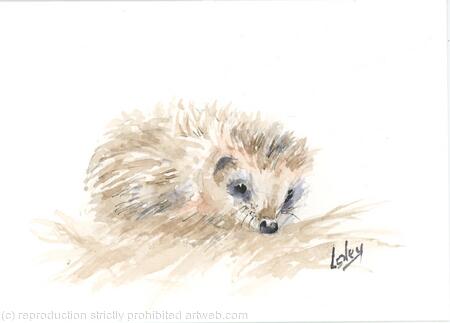 No 151 Hedgehog AVAILABLE 