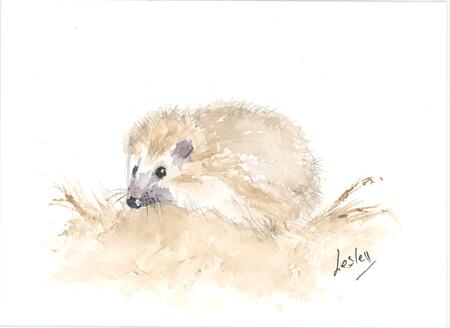 No 171 Hedgehog AVAILABLE 