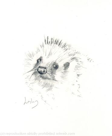 No 207 Hedgehog AVAILABLE 