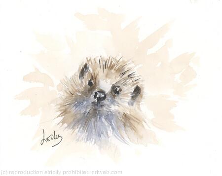 226 Hedgehog AVAILABLE 