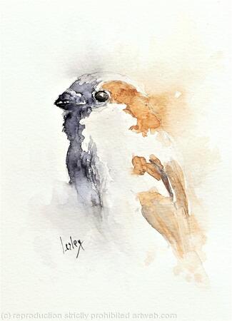 House Sparrow AVAILABLE 