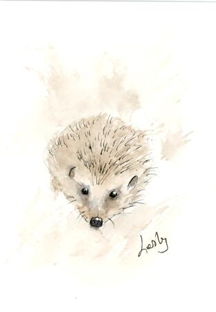 244 Hedgehog DONATED  