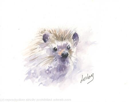 245 Pygmy Hedgehog AVAILABLE 