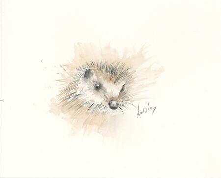 251 Hedgehog AVAILABLE 